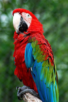 /album/a1234/parrot-png/